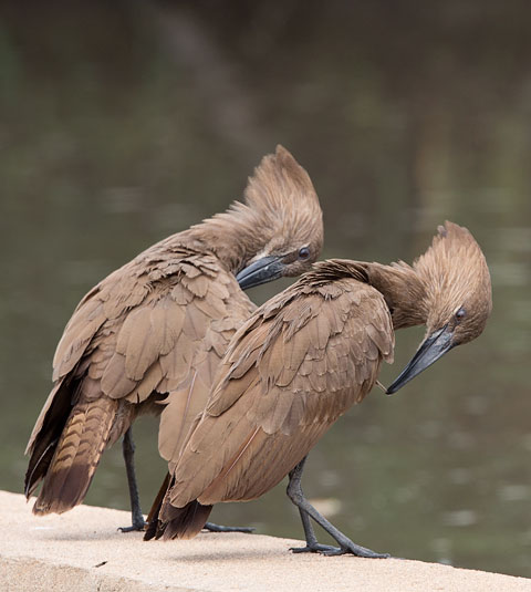 Hamerkop pair preening